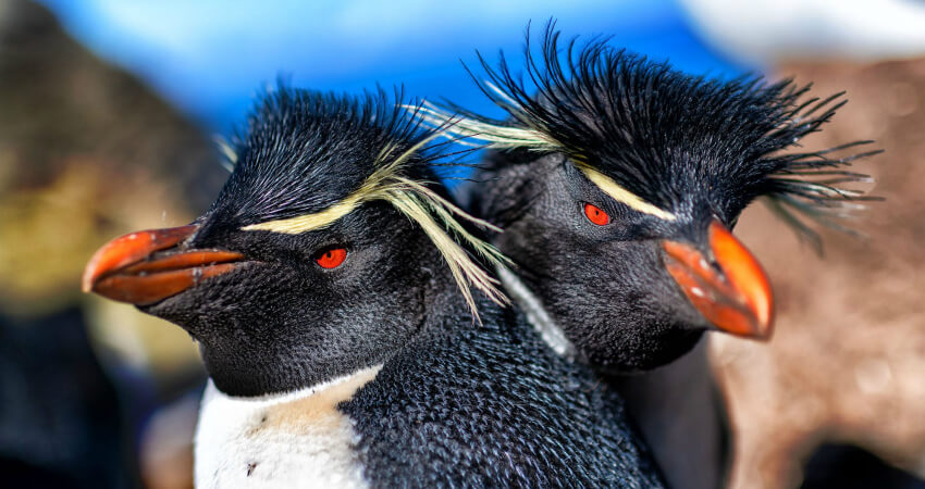 Das Beste der Polarregionen – Teil 2
