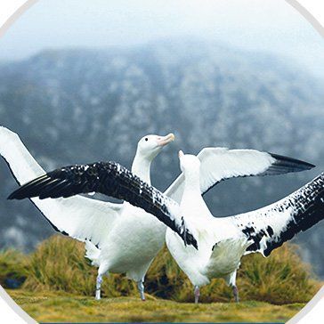 Antarktis. Falklandinseln & Südgeorgien. PARADIES FÜR ORNITHOLOGEN
