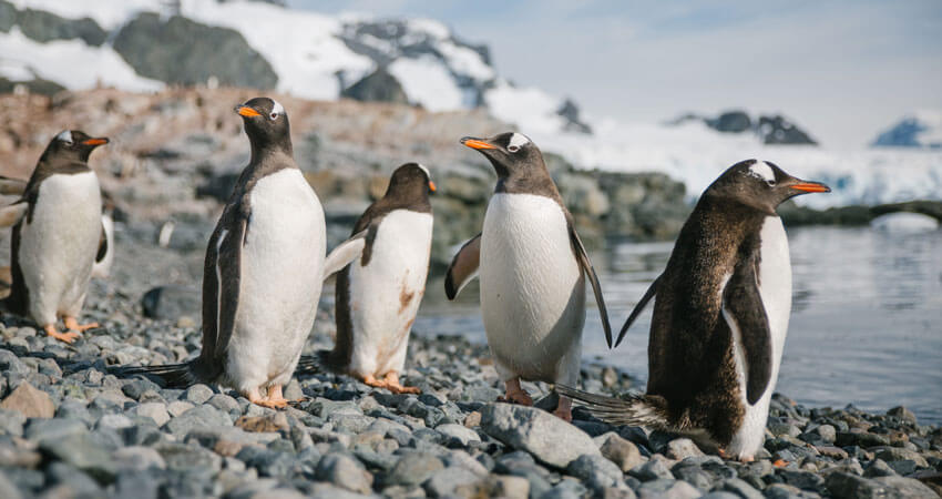 Pinguine der Antarktischen Halbinsel
