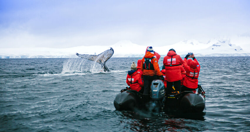 Zodiac Cruising in der Antarktis