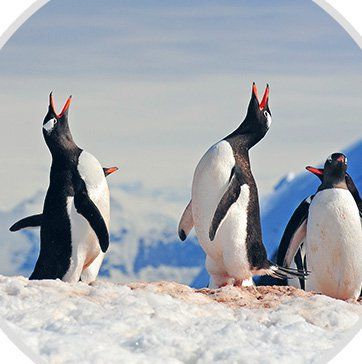 Antarktis. Südgeorgien, Falklands und Antarktische Inseln. DIE ANTARKTISCHE HALBINSEL