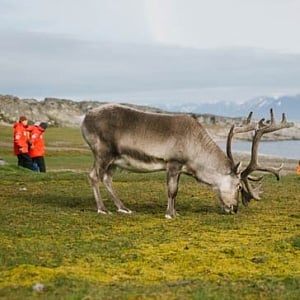 Svalbard Circumnavigation and Kvitøya_ARKTISCHE WILDNIS