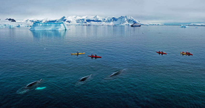 Mit dem Kajak Wale ganz nah erleben