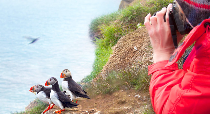Arktis. Island. UNGLAUBLICHE TIERWELT
