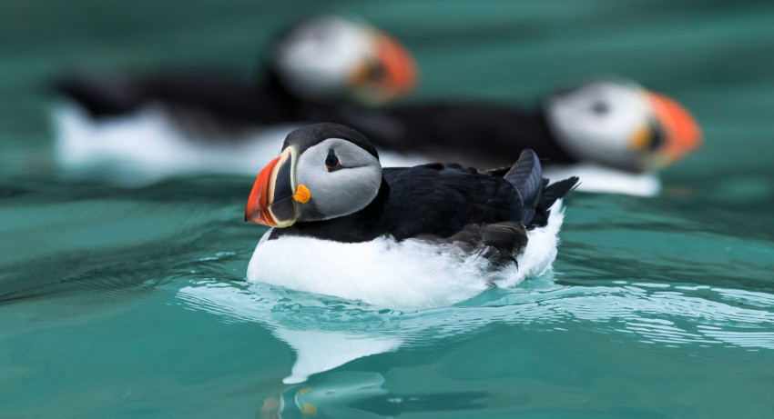 Arktis. Island, Jan Mayen & Spitzbergen. WESTFJORDS, ISLAND