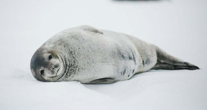 Robben der Antarktis