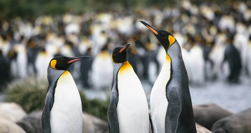 Eine Antarktis Reise mit Südgeorgien und den Falklandinseln