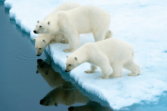 Spitzbergen Umrundung und Kvitøya