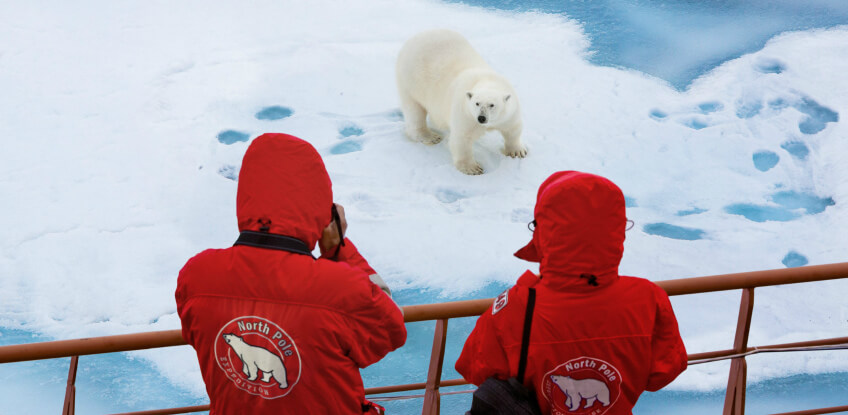 Wer beherrscht die Arktis - Eisbär oder Walross?