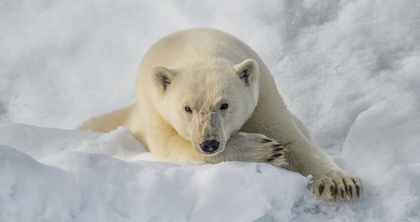 Höhepunkte einer Arktis Expeditionskreuzfahrt: Eisbären