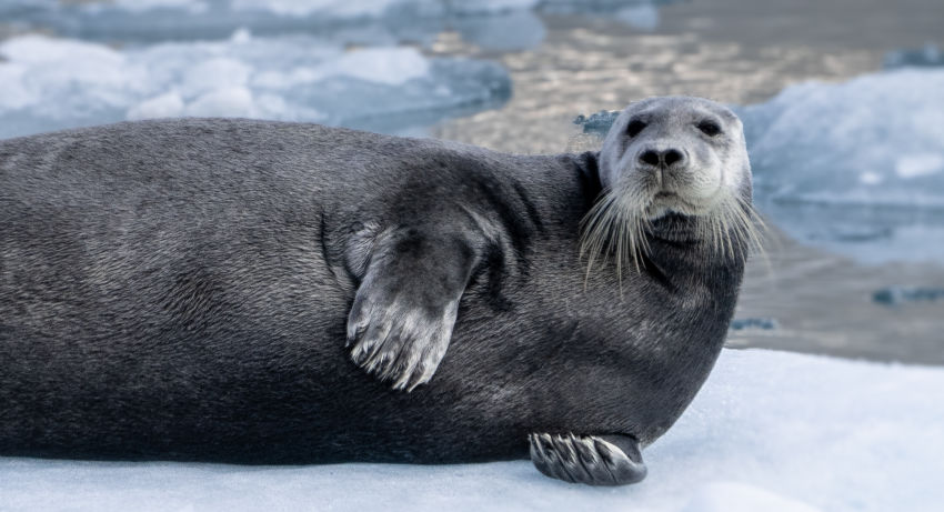 Arktis. Island, Jan Mayen & Spitzbergen. SPITZBERGEN