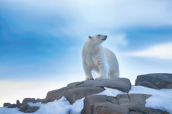 Westspitzbergen bis zur Eisgrenze