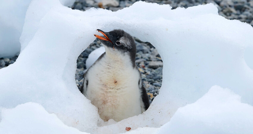 03_bookclub_penguins
