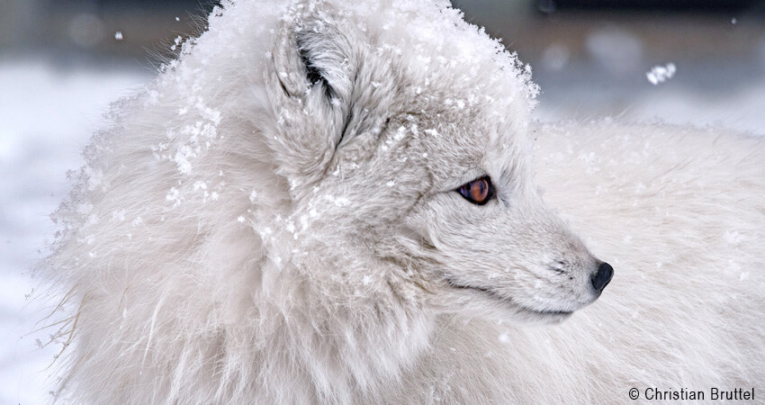 002-Christian-Bruttel-Der-Polarfuchs