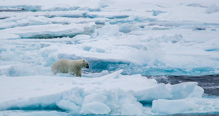 bear-in-ice