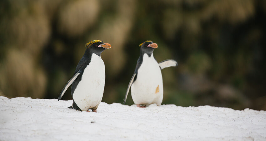06_bookclub_penguins