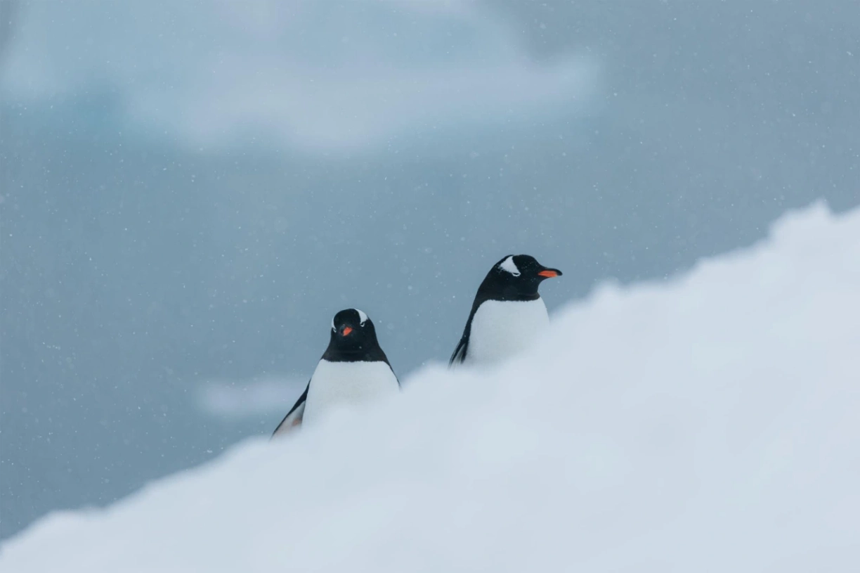 Abenteuer-Antarktis-4-Pinguine-im-Schnee-Expedition-Kreuzfahrt-b4