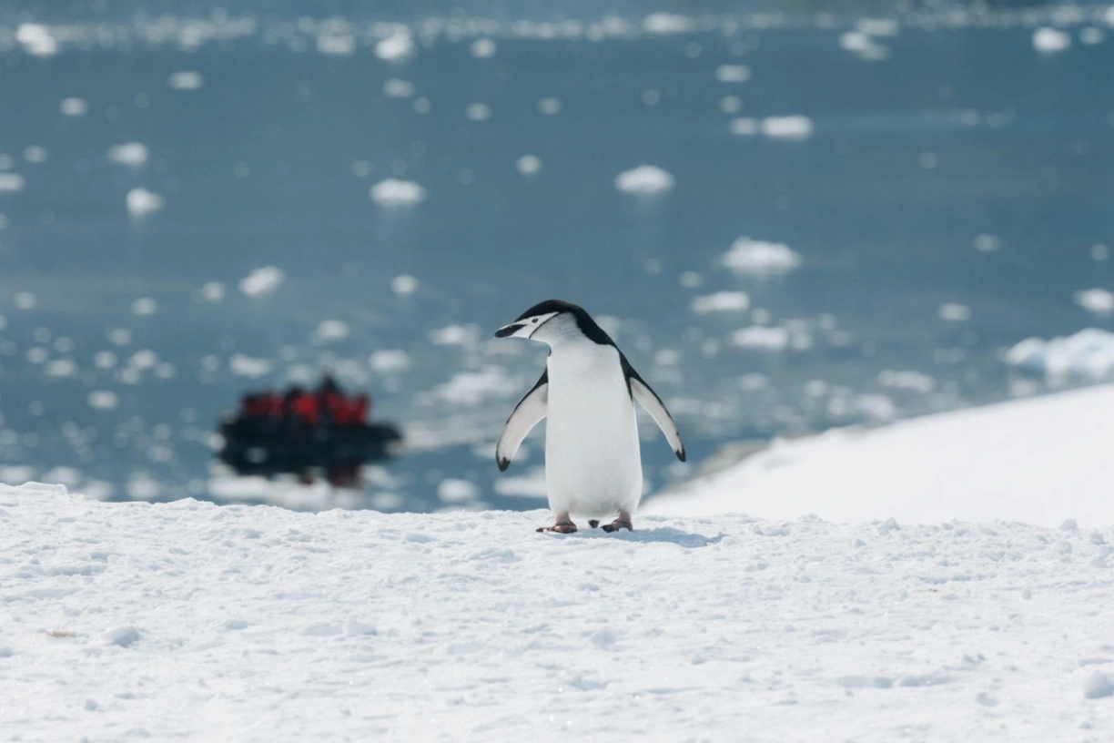Abenteuer-Antarktis-3-Pinguin-Kreuzfahrt-Poseidon-Expedition-b3