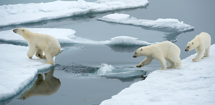 die-hocharktis-sicher-im-konigreich-der-eisbaren-2