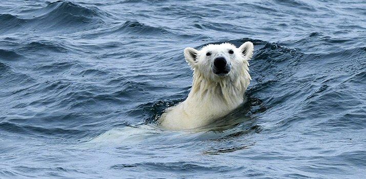 die-hocharktis-sicher-im-konigreich-der-eisbaren-3