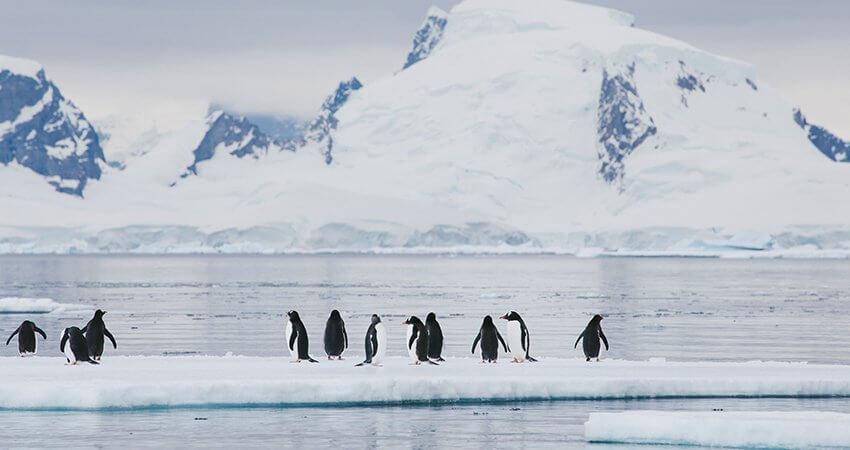 ice-penguin