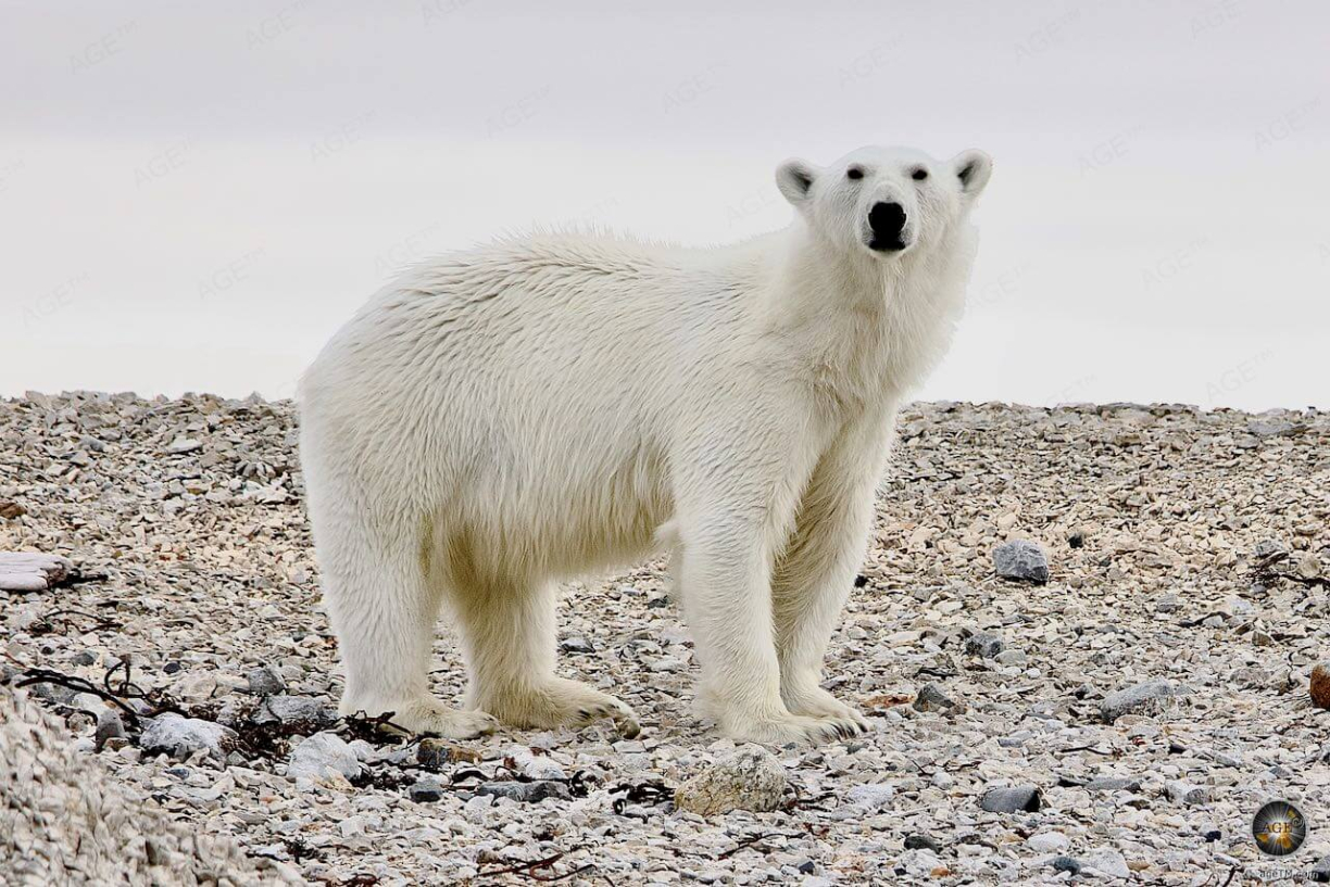 Expeditionsreise-Spitzbergen-blog-2