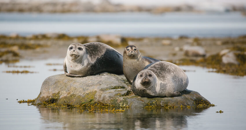 01_ArcticSealsofSvalbard