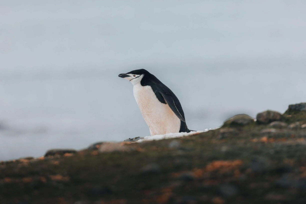 Abenteuer Antarktis_2-Pinguin-Kreuzfahrt-b2