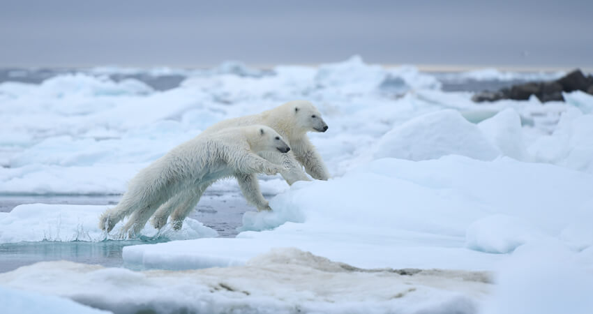 05_FJL-Polar-bear