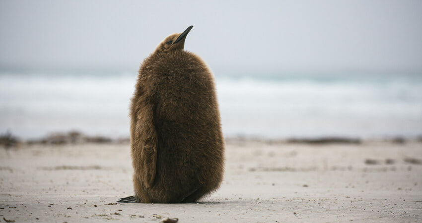 04_bookclub_penguins