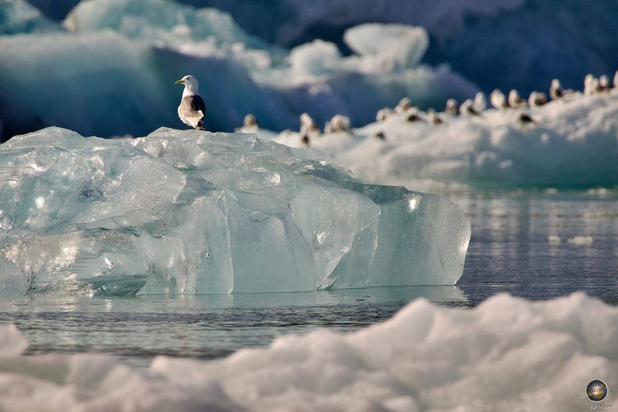 Expeditionsreise-Spitzbergen-blog-1
