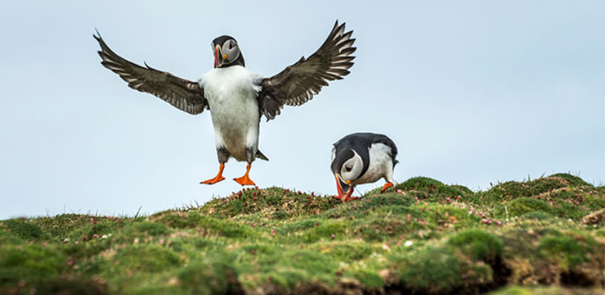 Vogelbeobachtung auf den Britischen Inseln – Seevögel in ihrer natürlichen Umgebung
