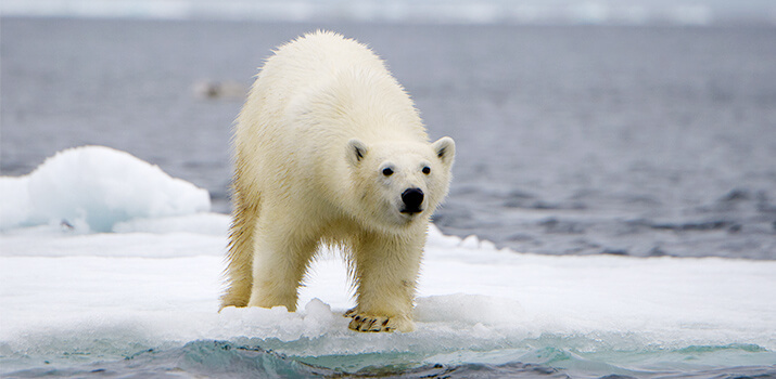 die-hocharktis-sicher-im-konigreich-der-eisbaren-1