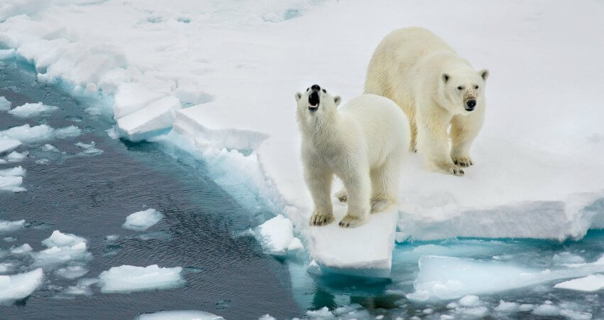 ice-is-nice-3-2