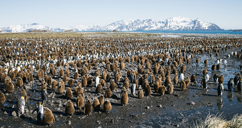 05_bookclub_penguins