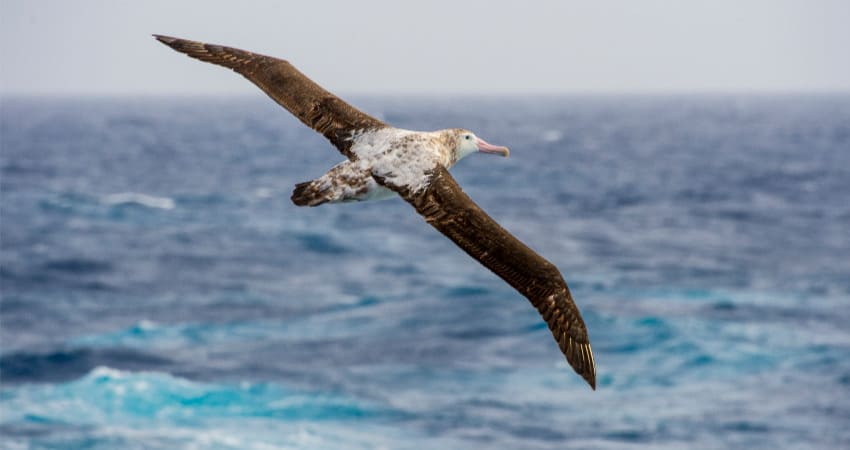antarctic-convergence-2
