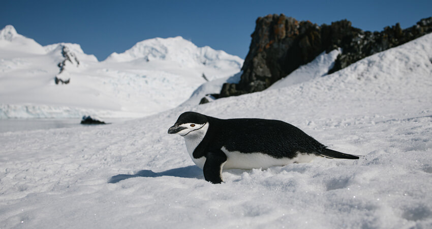 07_bookclub_penguins