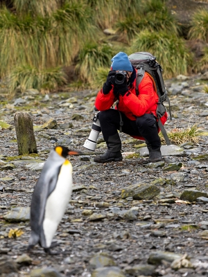Pinguin-Fotografie in Südgeorgien – Poseidon Expeditions