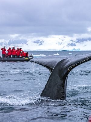 Tierfotografie: Wal, Eisbär und Pinguin in der Arktis