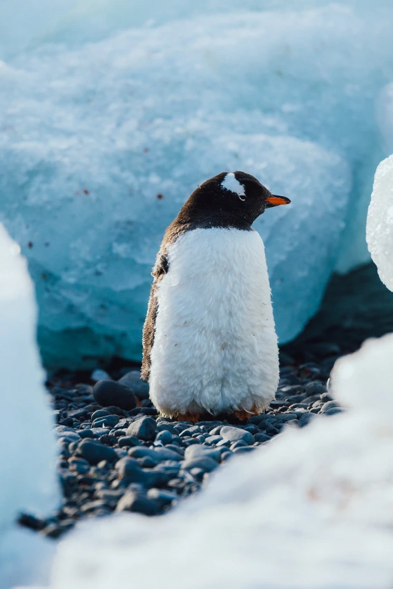 ML-Pinguin-Expeditions-Kreuzfahrt-Antarktis