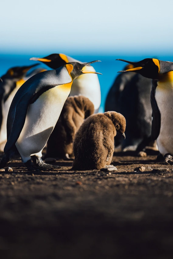 ML-Pinguine-Falklandinseln-Antarktis-Kreuzfahrt
