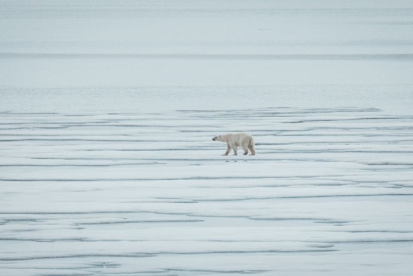 Spitzbergen-Regeln-6-Eisbaer-Fotoreise-Kreuzfahrt