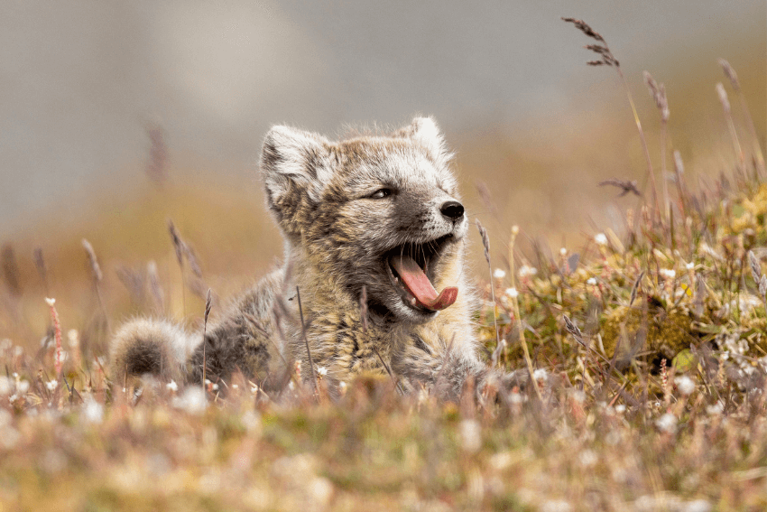 Spitzbergen-Regeln-7-Polarfuchs-Kreuzfahrt-Traumreise